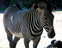 Zebra