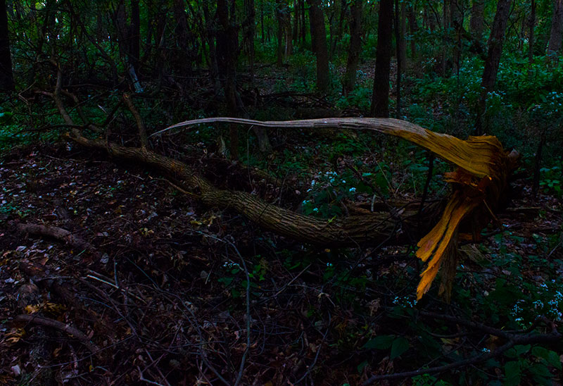 Tree in the Woods