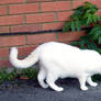 white cat stock 1