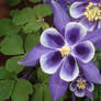 purple flower stock