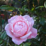 pink rose stock2