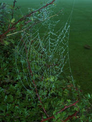 spiderweb stock
