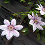 Clematis Stock