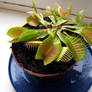 Venus Flytrap Stock