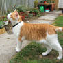 Cat stock 16