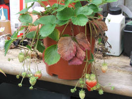 plant12