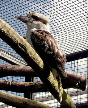 Kookaburra Stock