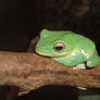 frog stock1