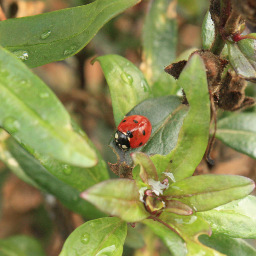 Square: Ladybug by destinydai on DeviantArt