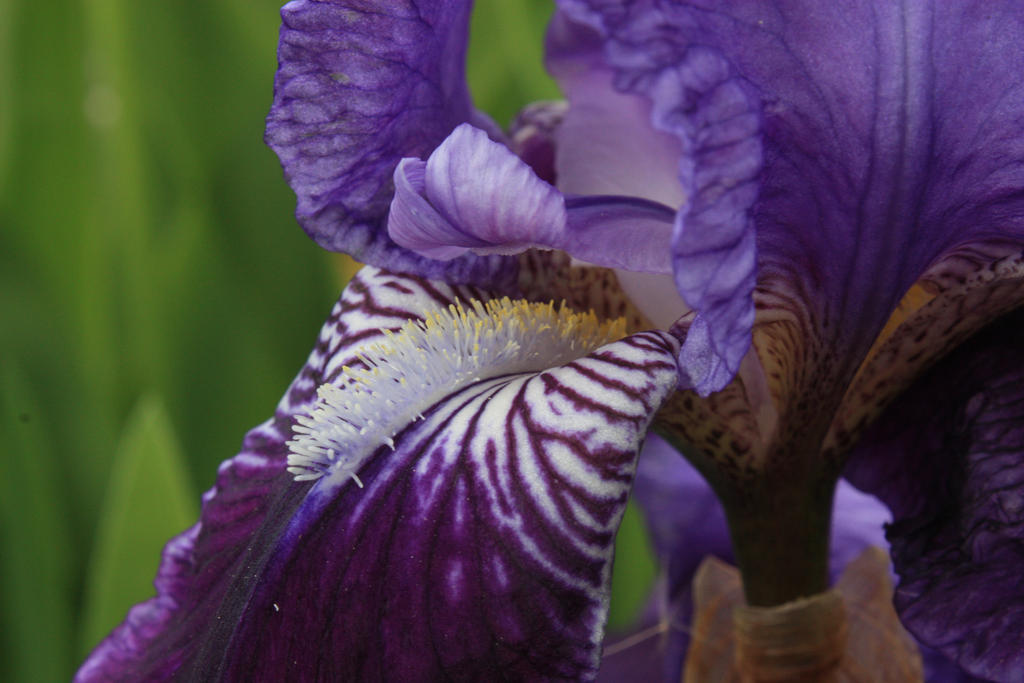 bearded iris