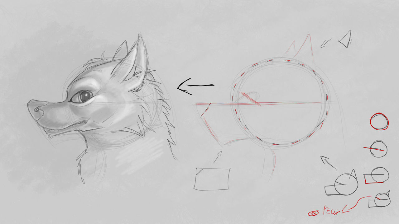 Wolf Tutorial by MrWouwou on DeviantArt