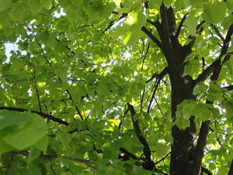 Under a tree