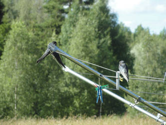 Young swallows