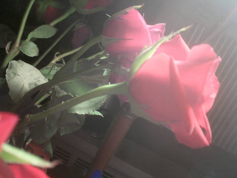 Roses from my beau