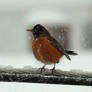 American Robin. Miss you.