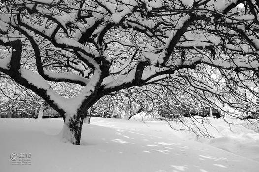Tree N Snow