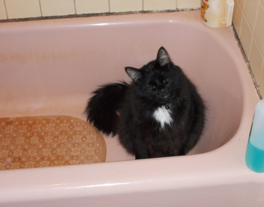 Bathtub Cuteness