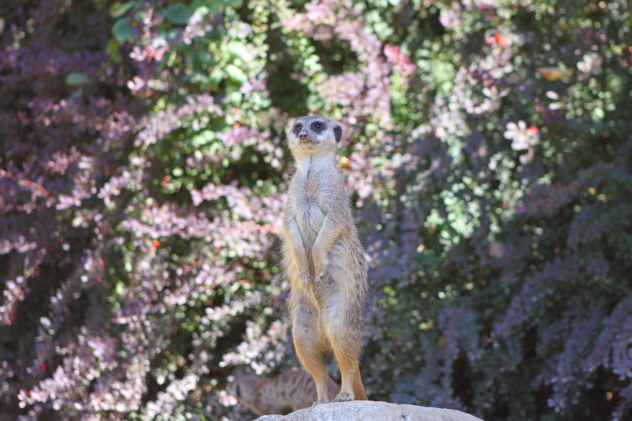 The meerkat