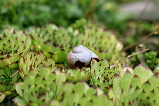 Snail shell