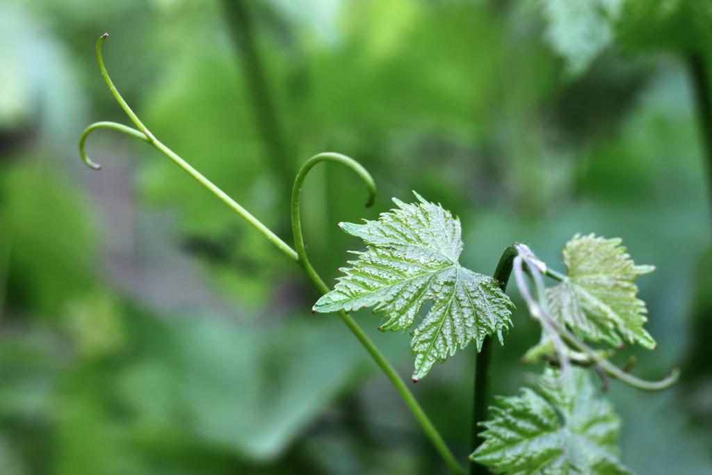 New Life 2 By DreamingDragon Fly On DeviantArt new-life-2-by-dreamingdragon-fly-on-deviantart