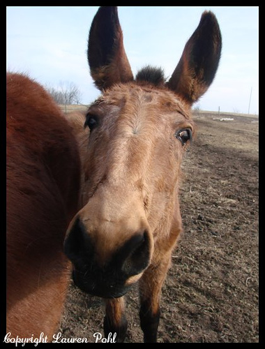 Cute Mule