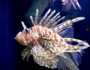 Lionfish I