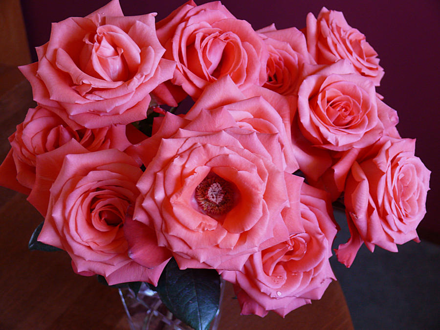 Pink Roses Creations Pink Roses 2 by PlunkettGW on DeviantArt