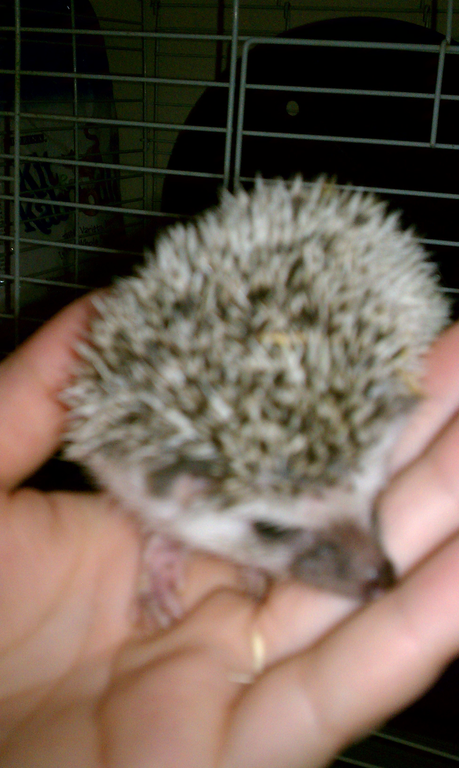 Handful of Prickly Promise