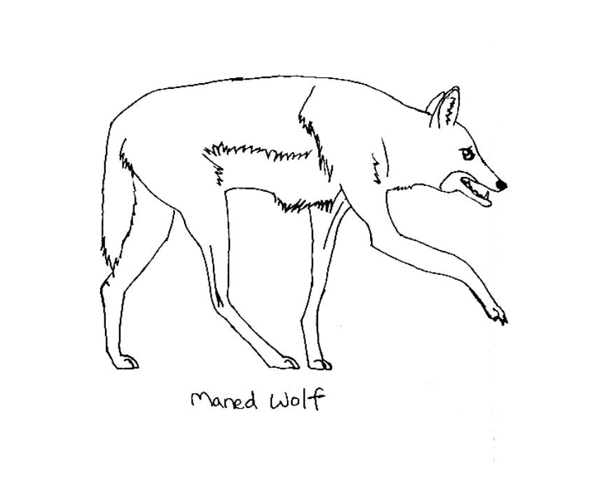 Maned Wolf