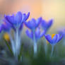 Spring flower Crocus