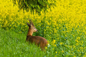 Roebuck looking out over the rapeseed field