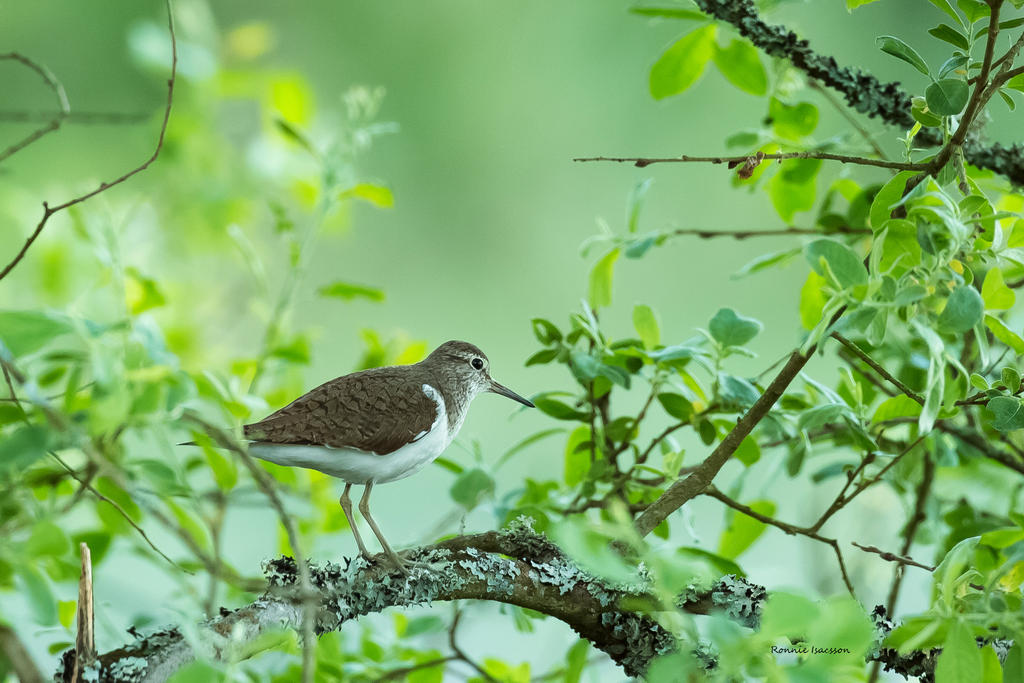 A Sandpiper but not at the beach by roisabborrar