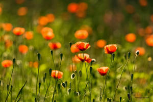 A field of Poppies