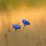 cornflower in the field