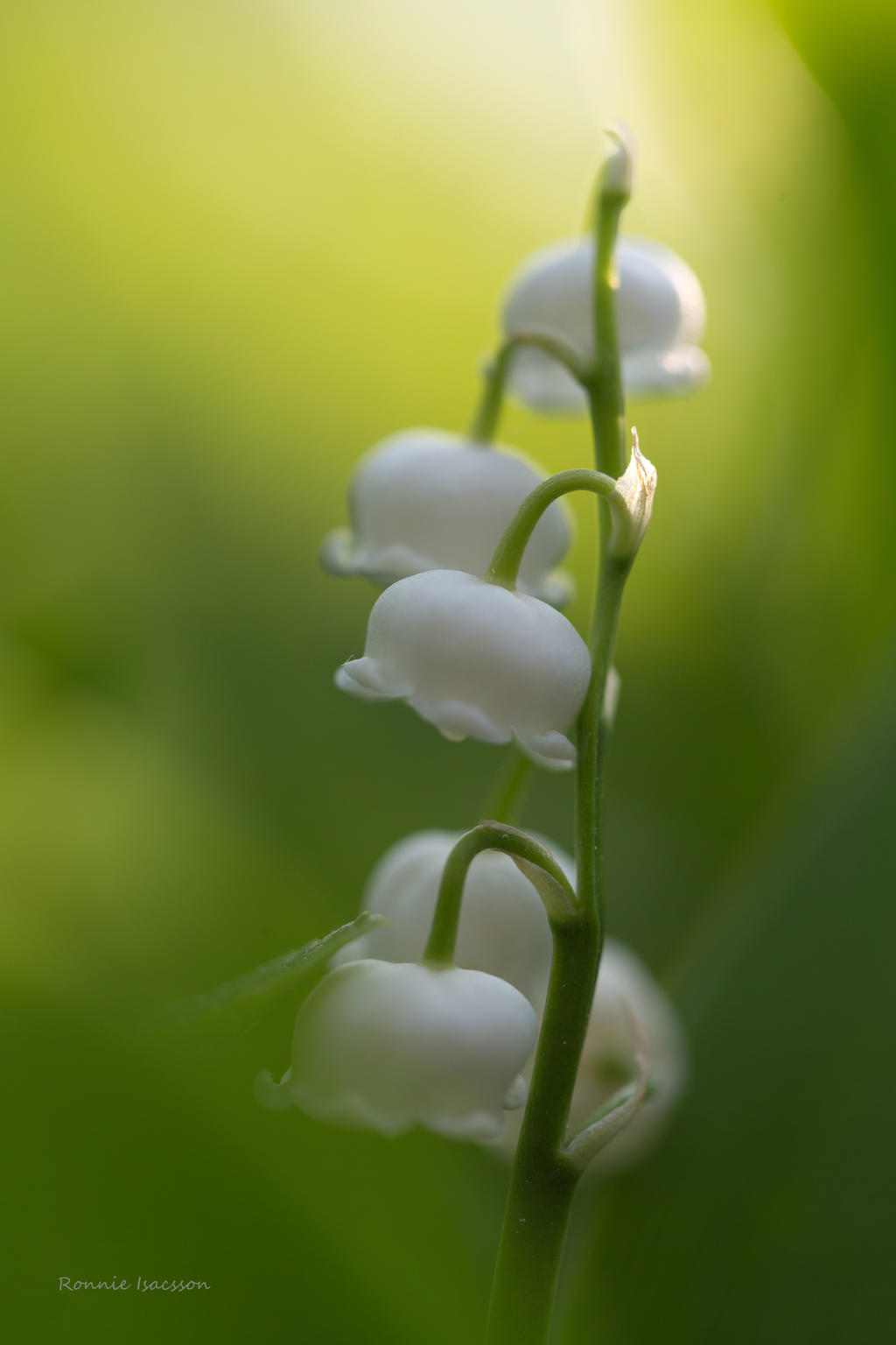 Close to a Lily of the valley