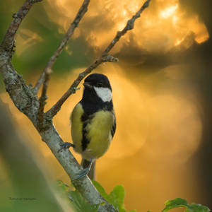 A Great tit in the evening light by roisabborrar