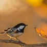 A Coal tit and evening light