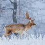 A Fallow deer calmly walking