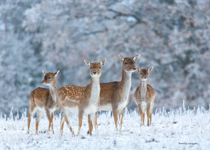 Fallow deer