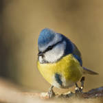 A Blue tit in the sunshine by roisabborrar