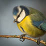 Sunny weather and a Blue tit