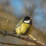 A Great tit in the sunsine