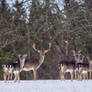 Looking at me ? Fallow deer