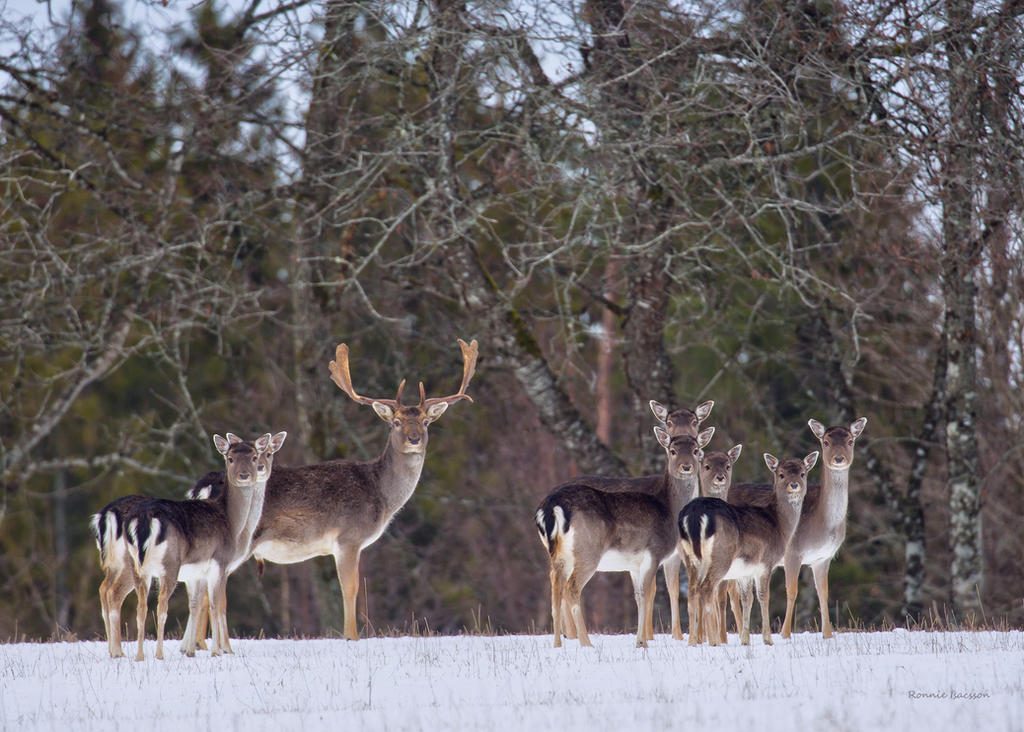 Looking at me ? Fallow deer