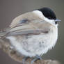 Like a ball of feathers (Marsh tit)