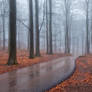Rainy foggy day at the country road