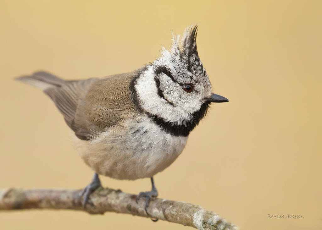 A Crested tit