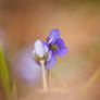 Hepatica and some bokeh