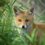 A young Fox