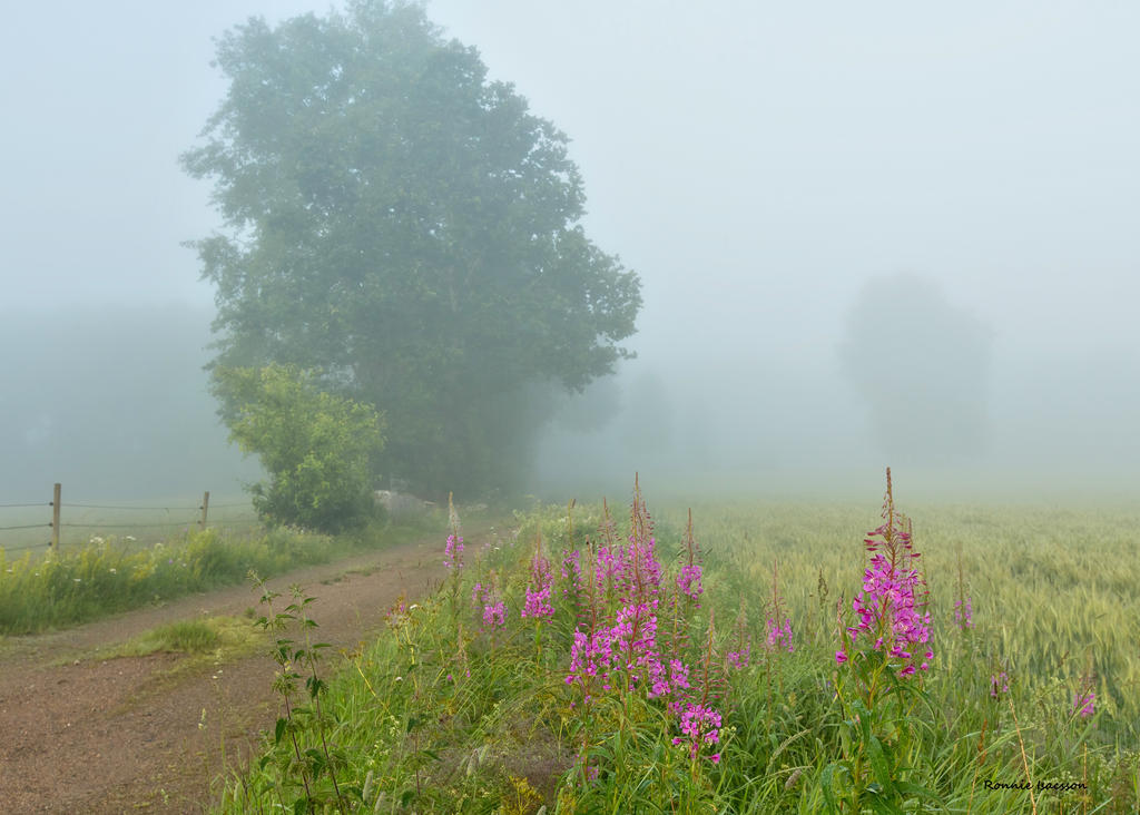 Foggy morning